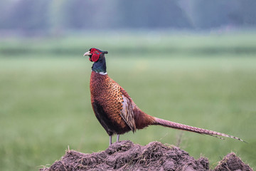 Fototapeta premium Fsasan auf einem Feld