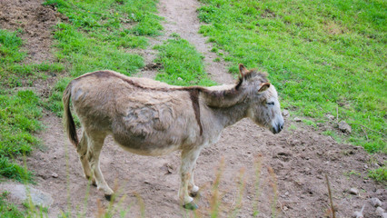 Naklejka na ściany i meble donkey on a green meadow