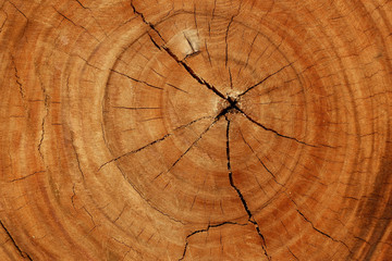 Obraz premium Nature Wood Texture for Background.