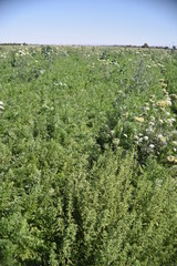 Carrot field gone to seed
