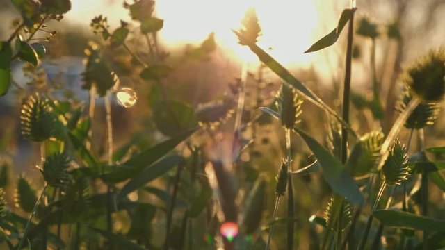 Many species of wild grass view in sunset light real-time grownd level shot