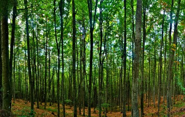 Fototapeta na wymiar a landscape in deciduous forest 