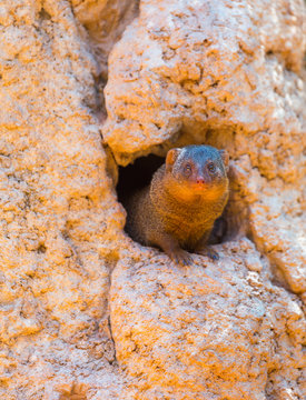 Common dwarf mongoose (Helogale parvula)