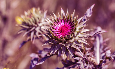 Pink thistle flowers in wild (herbal medicine Silybum marianum, milk thistle, Cardus marianus, Mediterranean milk cardus marianus). Floral blue-violet background. Pink spiny flower. Close-up. Nature