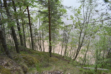 Fototapeta premium forest, trees and mountain slopes