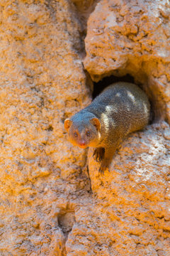 Common dwarf mongoose (Helogale parvula)
