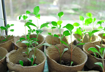 seedling of flowers  in peatpot on a windowsill