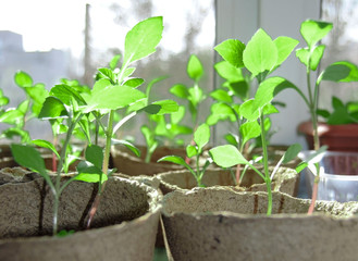 seedling of flowers  in peatpot on a windowsill