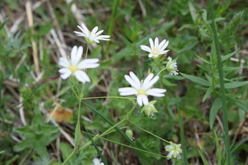 white flower in grass