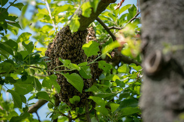 Beekeeping. Escaped bees swarm nesting on a tree. Apiary background. A swarm of European honey bees clinging to a tree.