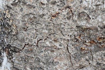 Fototapeta premium old birch bark background
