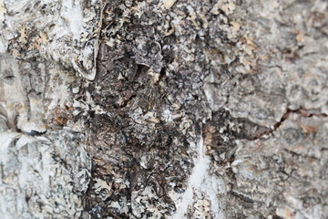 old birch bark background