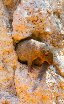 Common dwarf mongoose (Helogale parvula)