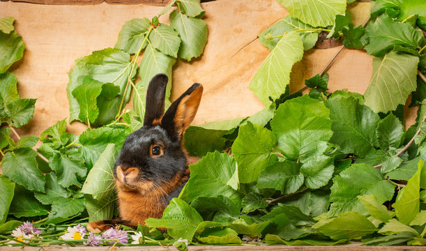 The Tan rabbit on a wooden background with graas and leaves - the studio portrait