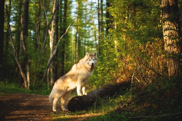 Free and beautiful dog breed siberian husky standing on the tree in the green mysterious forest in summer at sunset.