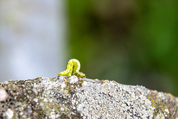 Winter moth (operophtera brumata) caterpillar and the forest destruction with caterpillars eatings woodland leaves