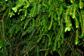Naklejka premium fir-tree branches covered with pine needles and young buds