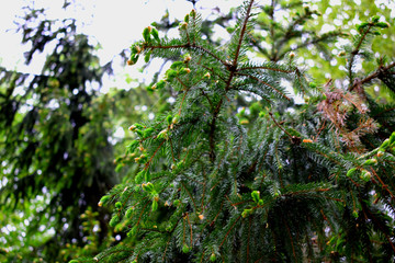 fir-tree branches covered with pine needles and young buds