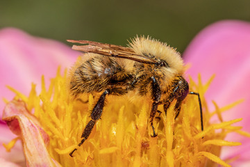 bee on flower