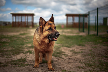 breed German dog outdoors with a nature background