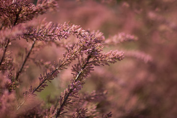 summer and spring colors of nature