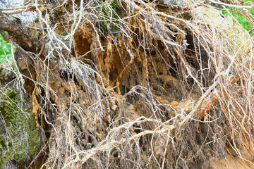 hoaold tree roots exposed after a hurricanerfrost on the grass