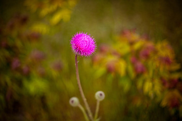 summer and spring colors of nature