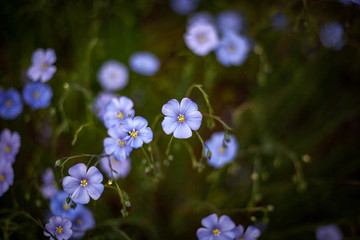 summer and spring colors of nature