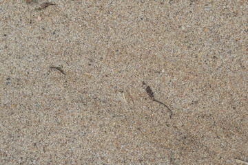Fototapeta na wymiar background of coastal sand with algae residues