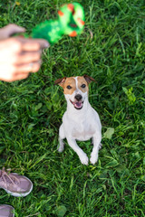 dog jack russell terrier asks for a toy