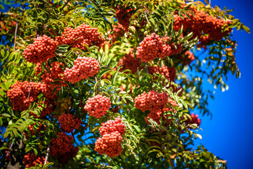 Rowan on a branch. Red rowan. Rowan berries on rowan tree. Sorbus aucuparia