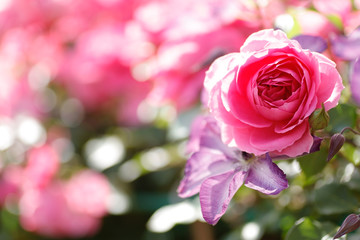 ピンクのバラ