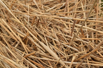 background of dry reeds and stones