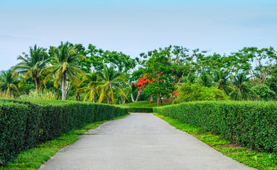 green hedge with path way in garden