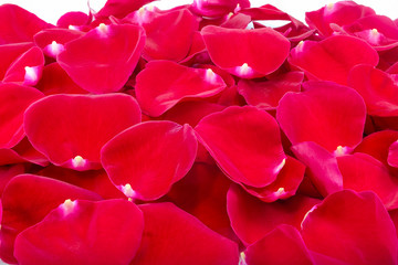 fresh red rose petals