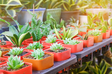 poted cactus and succulent plants