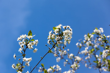 Obraz premium .Flowering branches of cherry against a blue sky