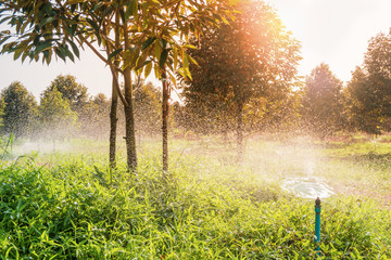 watering durian tree in garden field