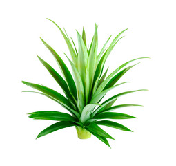 top pineapple leaf crown
