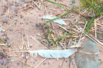bird feather fallen to the ground