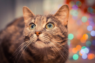 cat with big green eyes.