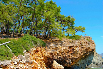 cedar green forest and stones view