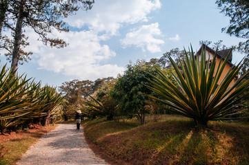 Tropical Agave park and gardener wear Vietnamese hat