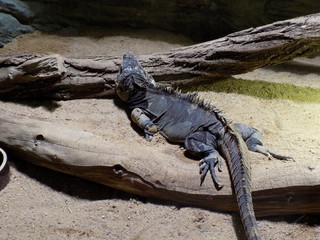 iguana