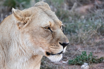 Lioness landscape portrait