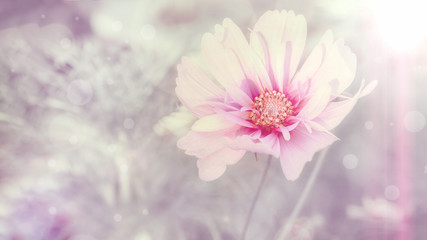 Delicate pink cosme daisy flower on a beautiful background. Copy space