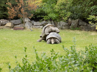tortoises