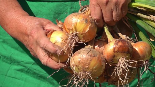 Farmer hands cleaning just now harvested crop of headed onions in slow motion. Close up shot of senior woman in green apron with bio product growing in countryside. Harvesting in garden.
