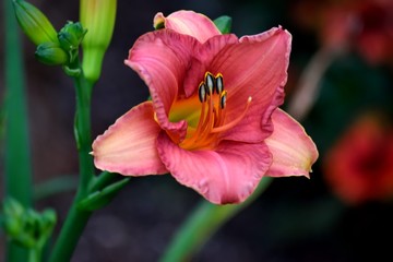 Fototapeta premium Beautiful pink color day lily at garden area Georgia, USA