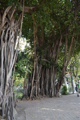 park w bangkoku © Urszula